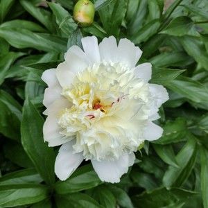 Meet your Posher, Darien